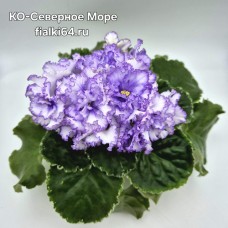 КО-Северное Море